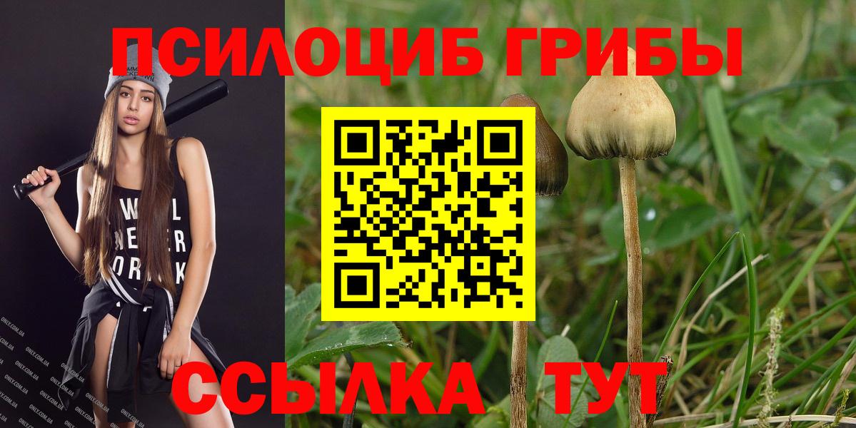 Галлюциногенные грибы GOLDEN TEACHER  Вход с VPN  закладки  Новоалександровск 